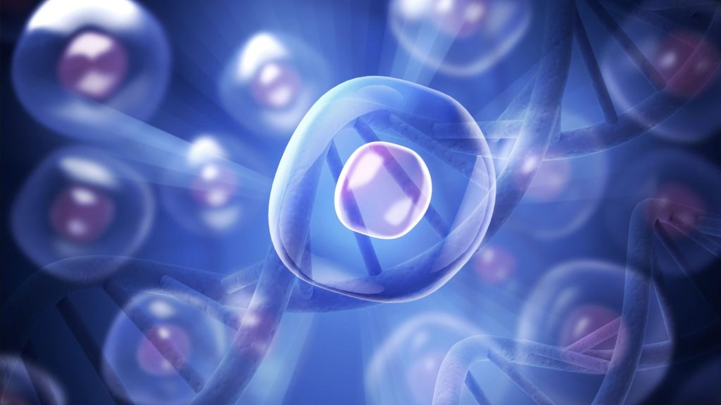 Processus de multiplication cellulaire et développement de l’être humain